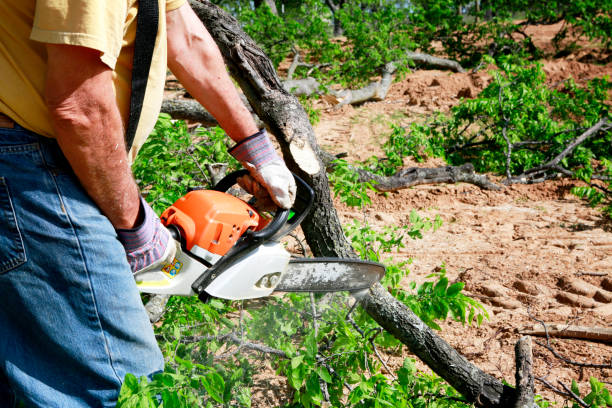 Best Hedge Trimming  in Cheat Lake, WV