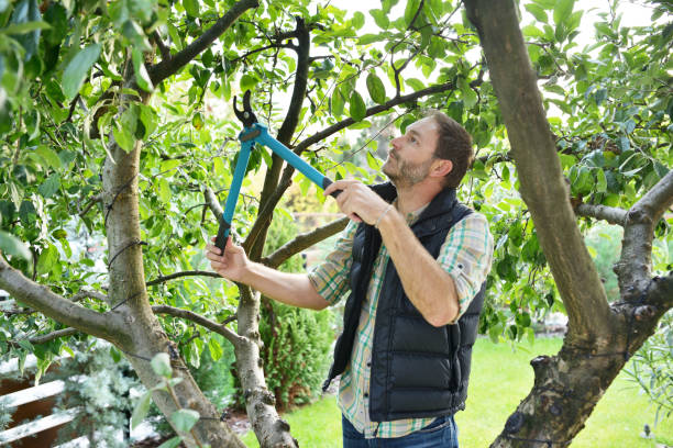 Best Tree Health Inspection  in Cheat Lake, WV